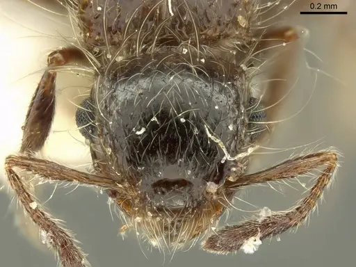 Meranoplus birmanus - CASENT0919716