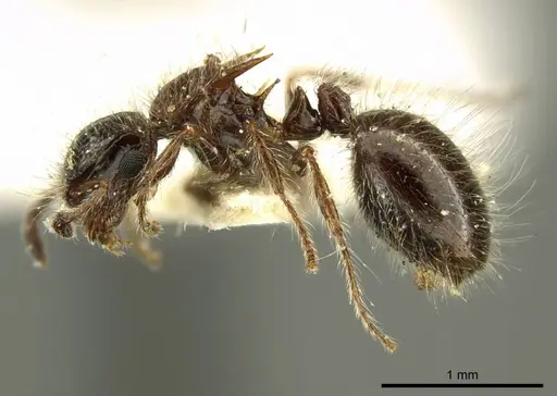 Meranoplus birmanus - CASENT0919716