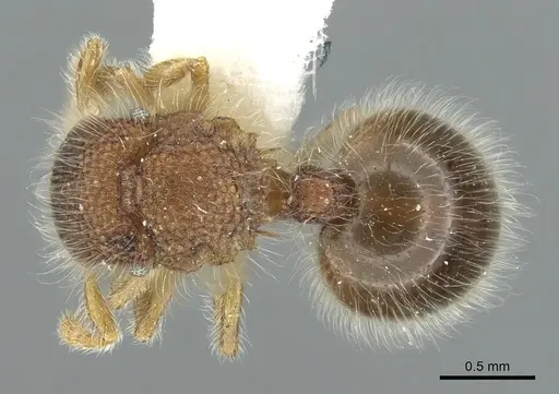 Meranoplus boltoni specimen