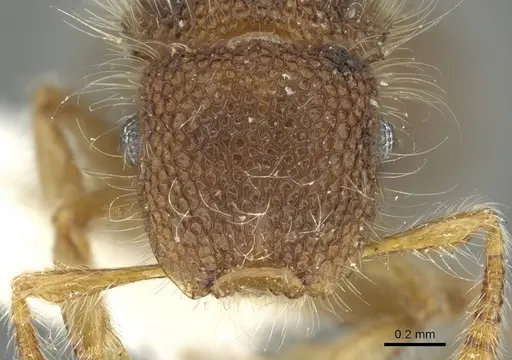 Meranoplus boltoni specimen