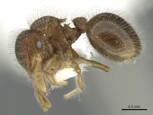 Meranoplus boltoni specimen
