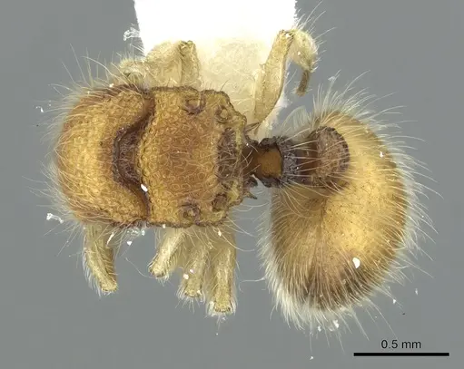 Meranoplus borneensis specimen