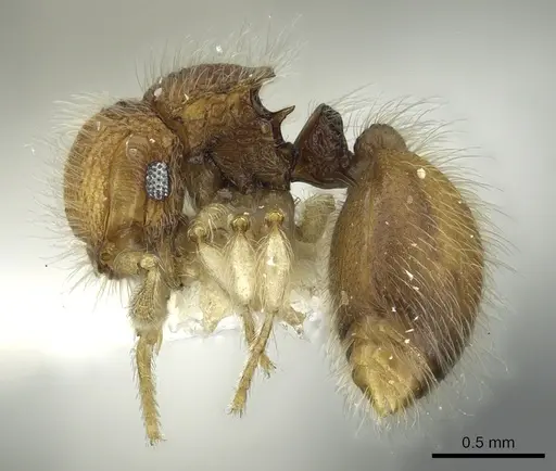 Meranoplus borneensis specimen