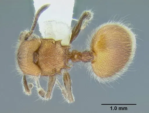 Meranoplus castaneus specimen