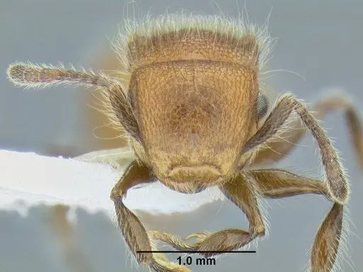 Meranoplus castaneus specimen