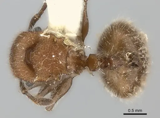 Meranoplus castaneus - CASENT0217855