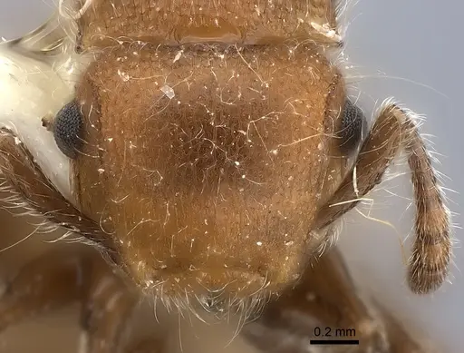 Meranoplus castaneus - CASENT0217855