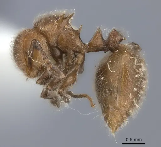 Meranoplus castaneus - CASENT0217855