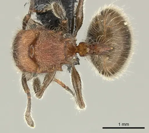 Meranoplus castaneus - CASENT0270020