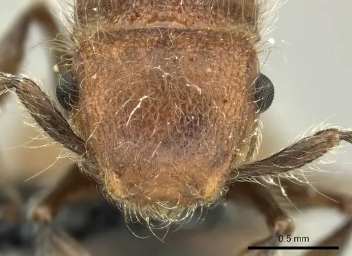 Meranoplus castaneus - CASENT0270020