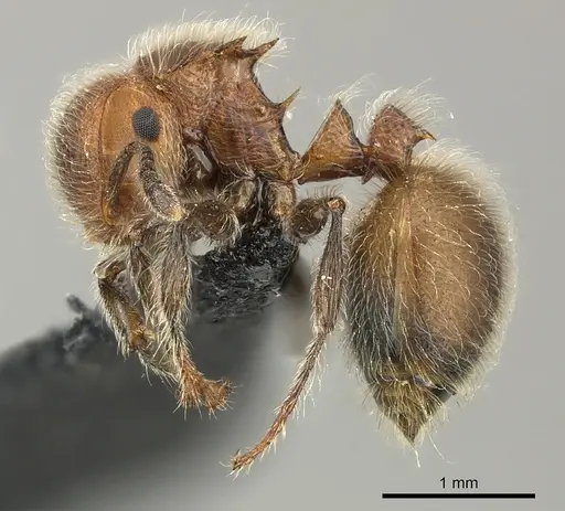 Meranoplus castaneus - CASENT0270020