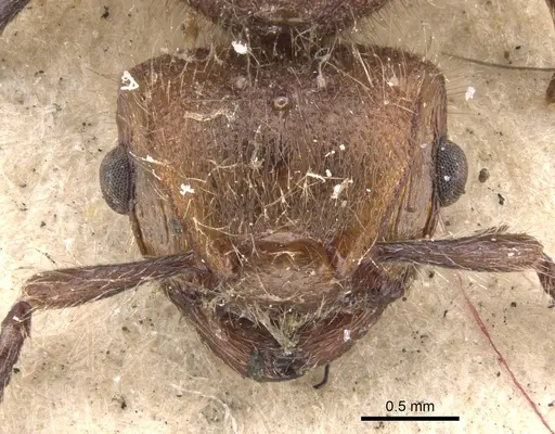 Meranoplus castaneus - CASENT0901456