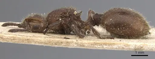 Meranoplus castaneus - CASENT0901456