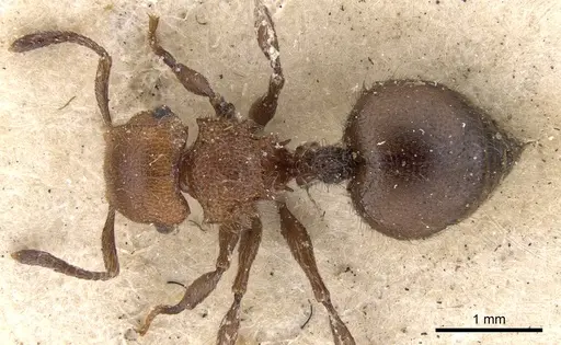 Meranoplus castaneus - CASENT0901457