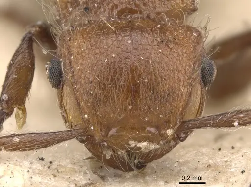 Meranoplus castaneus - CASENT0901457