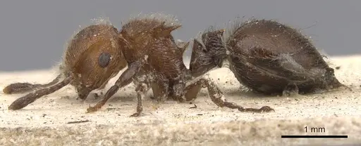 Meranoplus castaneus - CASENT0901457