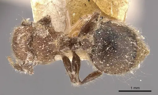 Meranoplus castaneus - CASENT0908935