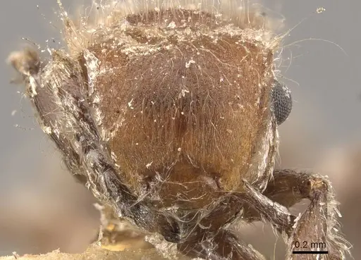 Meranoplus castaneus - CASENT0908935