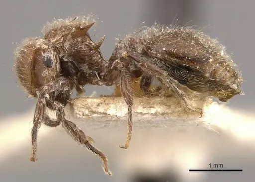 Meranoplus castaneus - CASENT0908935