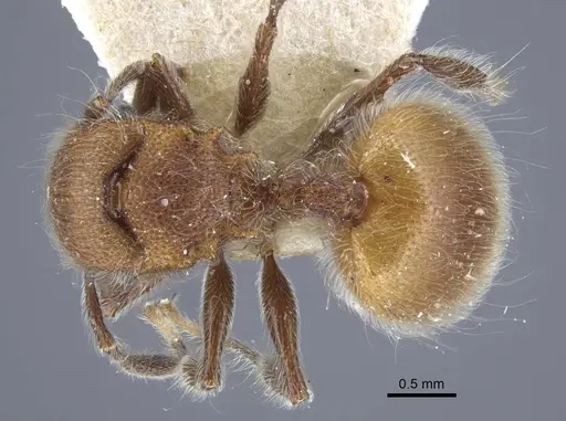 Meranoplus castaneus - CASENT0917026