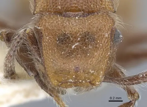 Meranoplus castaneus - CASENT0917026