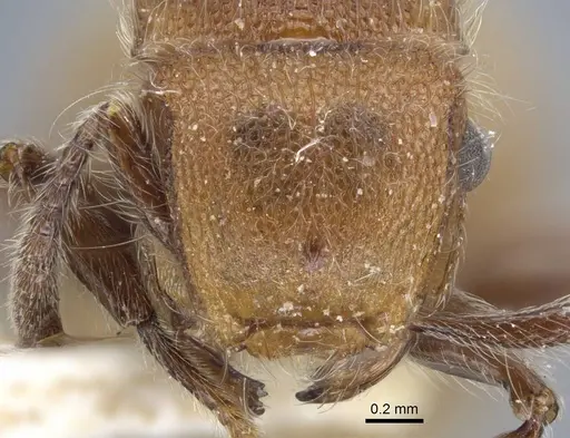 Meranoplus castaneus - CASENT0917026