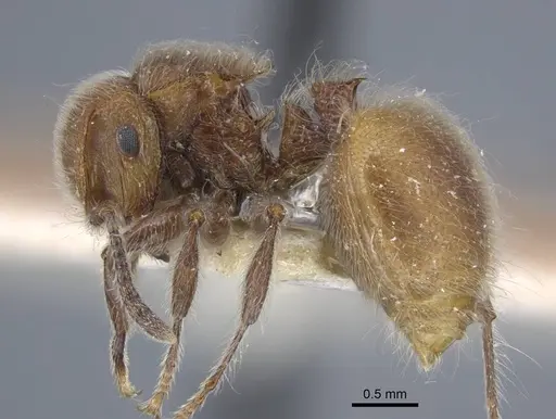 Meranoplus castaneus - CASENT0917026