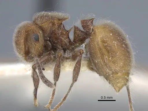 Meranoplus castaneus - CASENT0917026