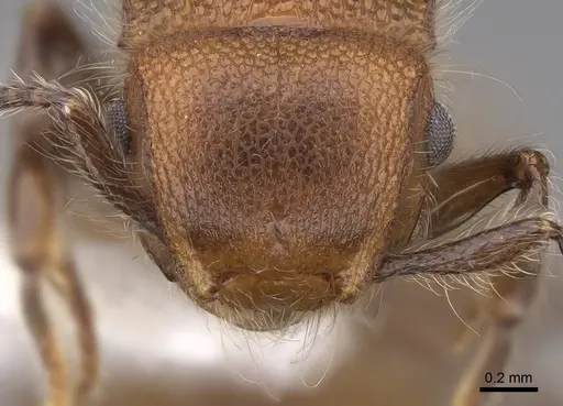 Meranoplus castaneus - CASENT0922932