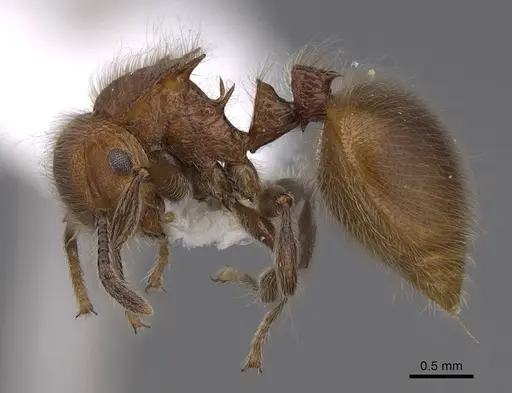 Meranoplus castaneus - CASENT0922932