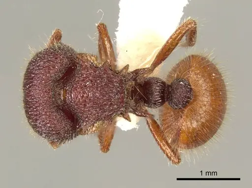 Meranoplus christinae specimen