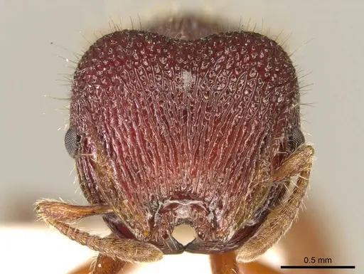 Meranoplus christinae specimen