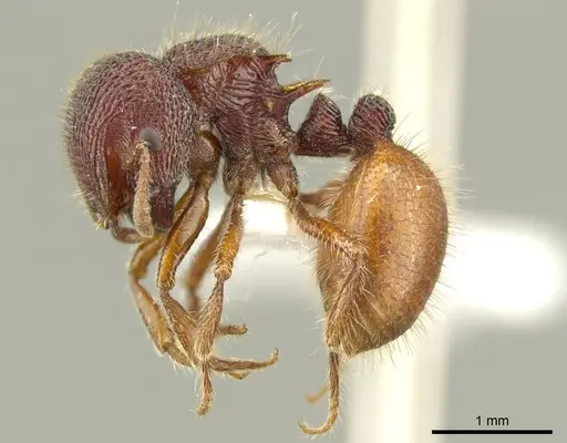 Meranoplus christinae specimen