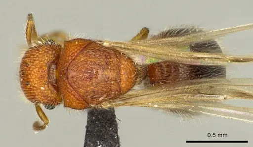 Meranoplus cryptomys specimen