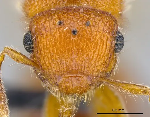 Meranoplus cryptomys specimen