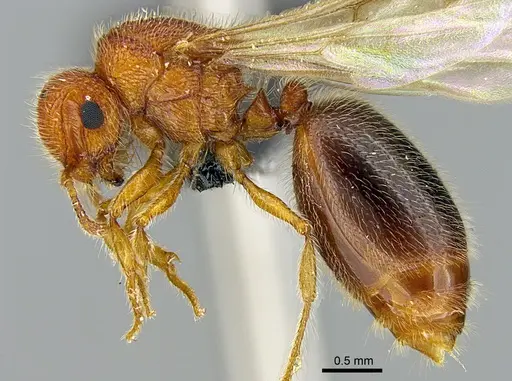 Meranoplus cryptomys specimen