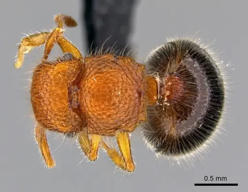 Meranoplus cryptomys - CASENT0440939