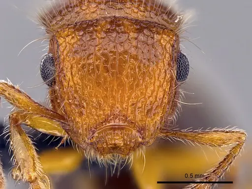 Meranoplus cryptomys - CASENT0440939