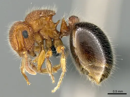 Meranoplus cryptomys - CASENT0440939