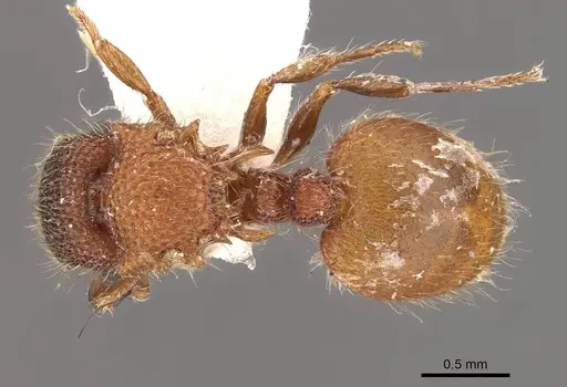 Meranoplus curvispina specimen