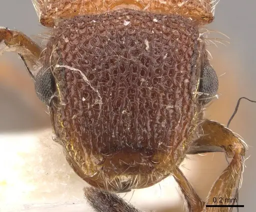 Meranoplus curvispina specimen