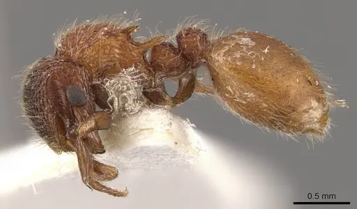 Meranoplus curvispina specimen