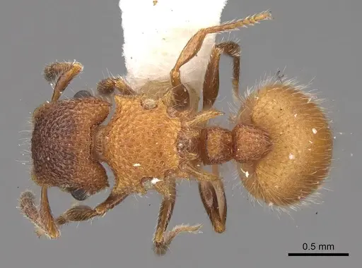 Meranoplus curvispina - CASENT0922920