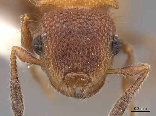 Meranoplus curvispina - CASENT0922920