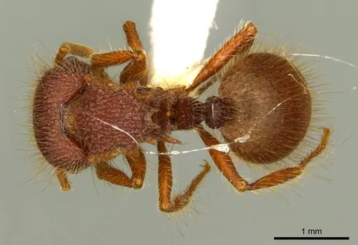 Meranoplus deserticola specimen