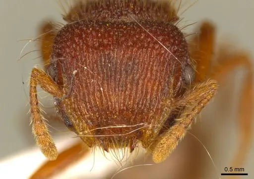 Meranoplus deserticola specimen