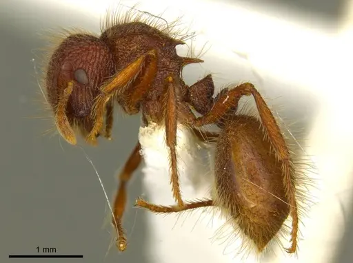 Meranoplus deserticola specimen