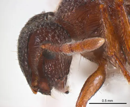 Meranoplus dimidiatus specimen