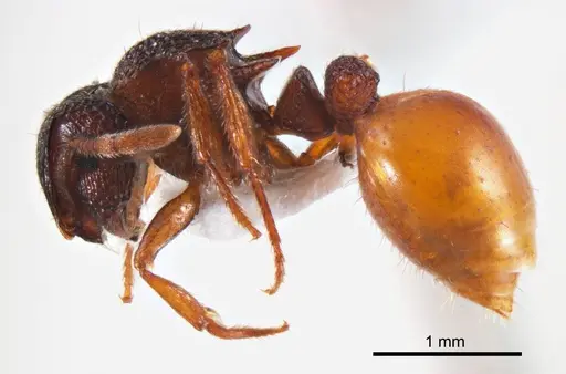 Meranoplus dimidiatus - ANTWEB1008667