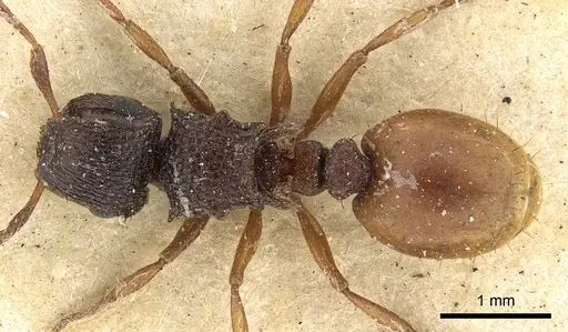 Meranoplus dimidiatus - CASENT0902043